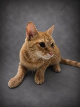 POPPY -  Domestic Short Hair Cat for Adoption in Winter Haven, Florida - POPPY | PetCurious