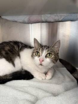 Shakira -  Domestic Short Hair Cat for Adoption in Westland, Michigan - Shakira | PetCurious