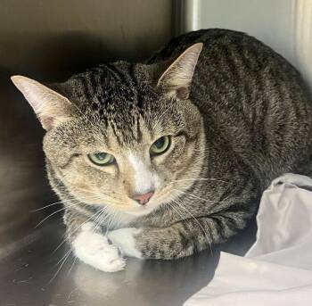 Oliver -  Domestic Short Hair Cat for Adoption in Disputanta, Virginia - Oliver | PetCurious
