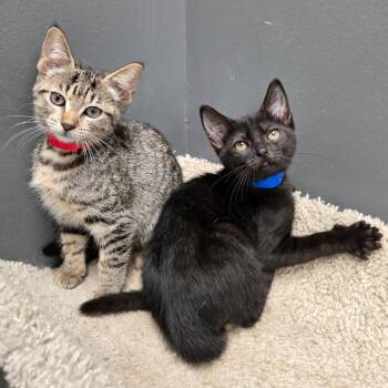 Fil -  Domestic Short Hair Cat for Adoption in Buffalo, New York - Fil | PetCurious