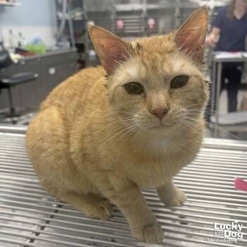 Domestic Short Hair Cats Available for Adoption - Lebron | PetCurious