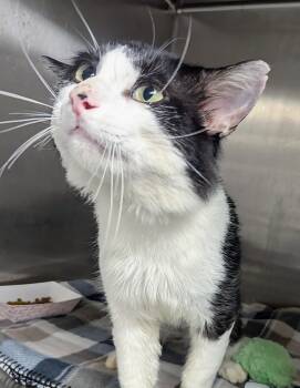 Gumby -  Domestic Medium Hair Cat for Adoption in Springfield, Illinois - Gumby | PetCurious