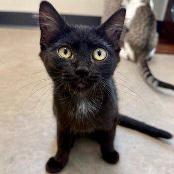 Fangsta -  Domestic Short Hair Cat for Adoption in Cody, Wyoming - Fangsta | PetCurious