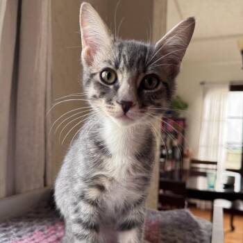 Promise -  Domestic Short Hair Cat for Adoption in Los Angeles, California - Promise | PetCurious