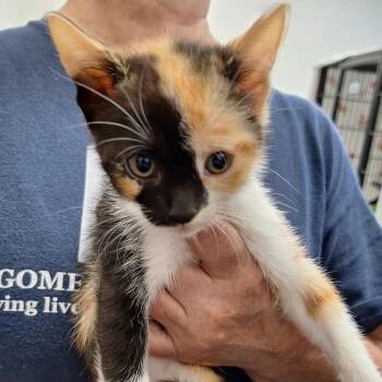 Domestic Short Hair Cats Available for Adoption in Montgomery, Alabama - Rainbow | PetCurious