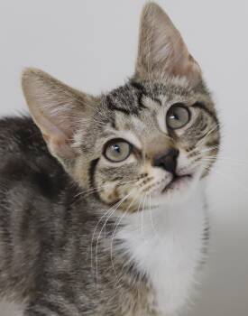 Rajesh is ridiculously sweet and so darn funny - polka dotted be -  Tabby and Turkish Van Cat for Adoption in Bedford Hills, New York - Rajesh Is Ridiculously Sweet And So Darn Funny - Polka Dotted Be | PetCurious
