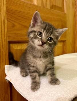 Domestic Short Hair Cats Available for Adoption in Dorr, Michigan - Leah | PetCurious