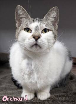 Orchard -  Domestic Short Hair Cat for Adoption in Mason, Michigan - Orchard | PetCurious
