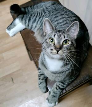 Rescue Tabby Cats for Adoption in Columbia, South Carolina - Madeline | PetCurious