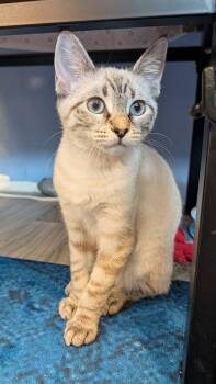 Syrax -  Domestic Short Hair and Siamese Cat for Adoption in Beaverton, Oregon - Syrax | PetCurious