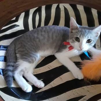 Domestic Short Hair Cats Available for Adoption - Emery, Avery, Finely Triplets, 3 1/2 Lbs F, All About Fun!/LUV D | PetCurious