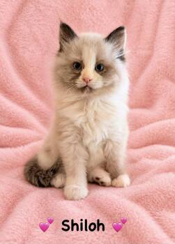 Shiloh -  Siamese Cat for Adoption in Copley, Ohio - Shiloh | PetCurious