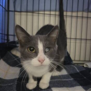 Beanie Baby -  Domestic Short Hair Cat for Adoption in Plover, Wisconsin - Beanie Baby | PetCurious