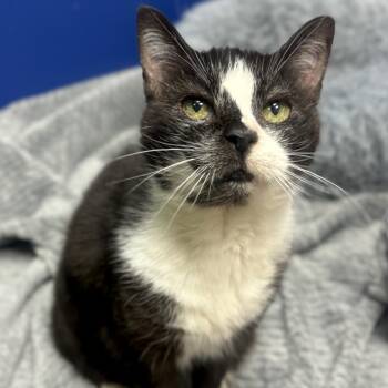 Rescue Domestic Short Hair Cats for Adoption in Philadelphia, Pennsylvania - Tina | PetCurious