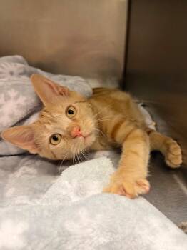 Clemmie -  Domestic Short Hair Cat for Adoption in Ocala, Florida - Clemmie | PetCurious