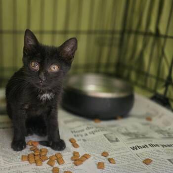 Mikey 0101 -  Domestic Short Hair Cat for Adoption in Valdosta, Georgia - Mikey 0101 | PetCurious