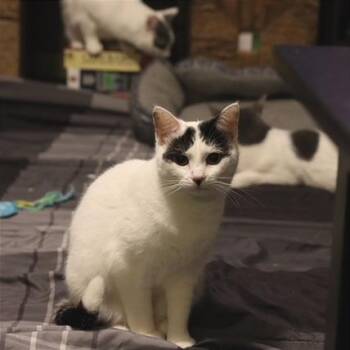Domestic Short Hair Cats Available for Adoption - Sugar | PetCurious