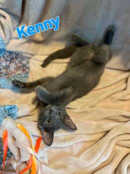 Kenny -  Domestic Short Hair Cat for Adoption in Groveland, Massachusetts - Kenny | PetCurious