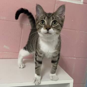 Venus -  Domestic Short Hair Cat for Adoption in Laredo, Texas - Venus | PetCurious