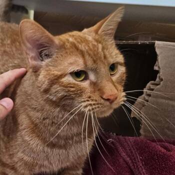 Rescue Domestic Short Hair Cats for Adoption in Des Moines, Iowa - Natasha Romanoff | PetCurious