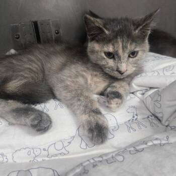Princess -  Domestic Short Hair Cat for Adoption in San Jacinto, California - Princess | PetCurious
