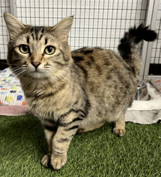 Rescue Domestic Long Hair Cats for Adoption in Stockton, California - Sparkle | PetCurious