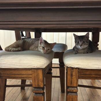 Eden -  Domestic Short Hair Cat for Adoption in Lexington, Kentucky - Eden | PetCurious
