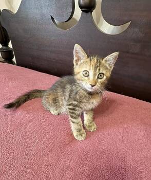 Esme -  Domestic Short Hair Cat for Adoption in Green Valley, Arizona - Esme | PetCurious