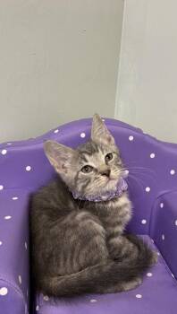 Salmon -  Domestic Short Hair Cat for Adoption in Picayune, Mississippi - Salmon | PetCurious
