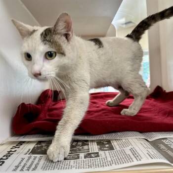 Domestic Short Hair Cats Available for Adoption in Riverside, California - SAMMY J | PetCurious