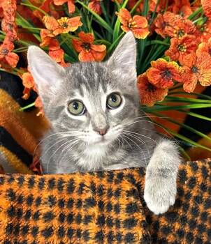 5/16/26 Argos -  Domestic Short Hair Cat for Adoption in Stillwater, Oklahoma - 5/16/26 Argos | PetCurious