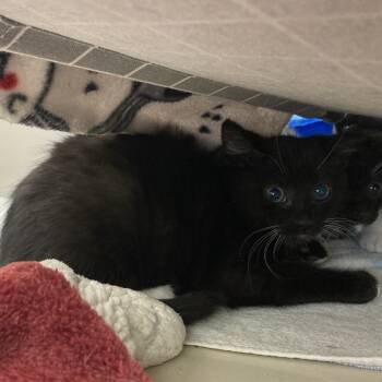 Rescue Domestic Short Hair Cats for Adoption in St. Helena, California - Happy Feet | PetCurious