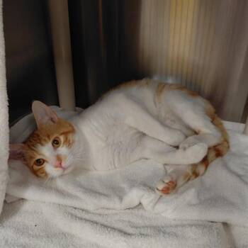 BLAZE -  Domestic Short Hair Cat for Adoption - BLAZE | PetCurious
