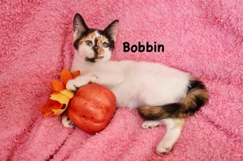Bobbin -  Calico Cat for Adoption in St. Augustine, Florida - Bobbin | PetCurious