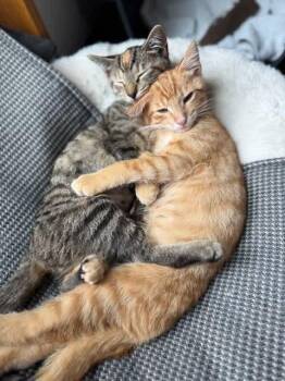 Rescue Domestic Short Hair Cats for Adoption in Washington Township, New Jersey - Noodles And Ginger- Courtesy Post/North Wales PA | PetCurious