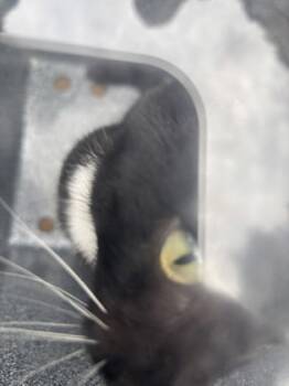 Rescue Domestic Short Hair Cats for Adoption in Cumming, Georgia - Reece Whiskerspoon 1755-25 | PetCurious