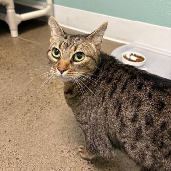 Granny Smith -  Domestic Short Hair Cat for Adoption in Keizer, Oregon - Granny Smith | PetCurious