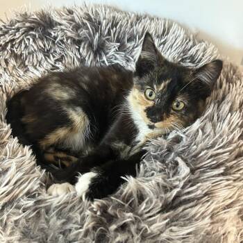 Avocado Toast -  Domestic Short Hair Cat for Adoption in Fairfax Station, Virginia - Avocado Toast | PetCurious