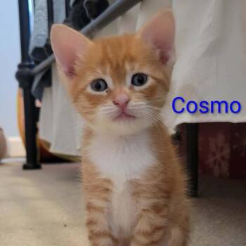 Cosmo -  Domestic Short Hair Cat for Adoption in Hernando, Mississippi - Cosmo | PetCurious