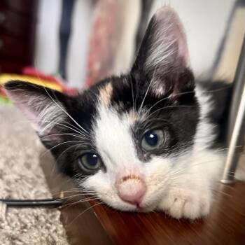 My Melody* -  Domestic Short Hair Cat for Adoption in San Gabriel, California - My Melody* | PetCurious