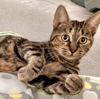 Holly -  Tabby and Domestic Short Hair Cat for Adoption in Vaughan, Ontario - Holly | PetCurious