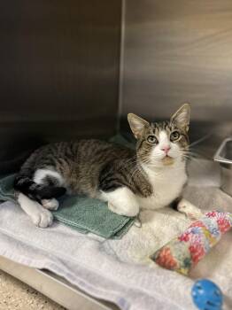 Rescue Domestic Short Hair Cats for Adoption in Myerstown, Pennsylvania - Catavius | PetCurious
