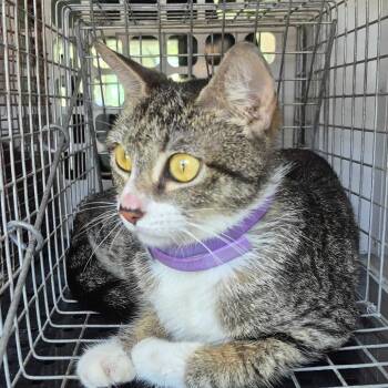 06/03/2026-Stray-5thAvenue -  Domestic Short Hair Cat for Adoption in Columbus, Georgia - 06/03/2026-Stray-5thAvenue | PetCurious