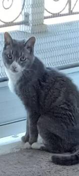 LULU -  Domestic Short Hair Cat for Adoption in Long Beach, California - LULU | PetCurious