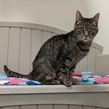 Bella -  Domestic Short Hair Cat for Adoption in York, Pennsylvania - Bella | PetCurious