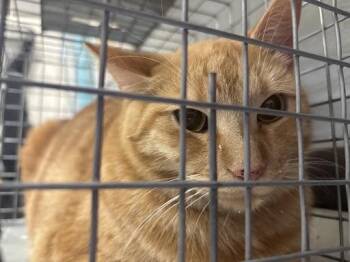 Domestic Short Hair Cats Available for Adoption in Las Vegas, Nevada - TIGGY | PetCurious