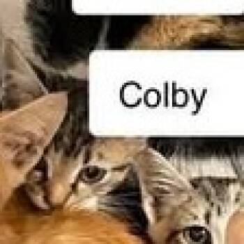 Rescue Domestic Short Hair Cats for Adoption in Madison, Wisconsin - Colby | PetCurious