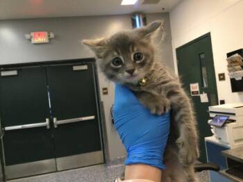 Domestic Short Hair Cats Available for Adoption in Thousand Palms, California - CINCO | PetCurious
