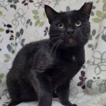 SHADOW -  Domestic Short Hair Cat for Adoption in Graham, Washington - SHADOW | PetCurious