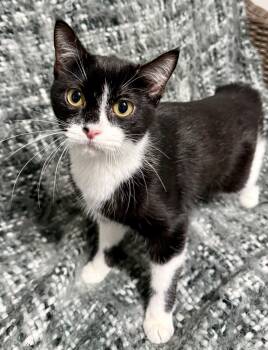 Yogi -  Domestic Short Hair Cat Available for Adoption in Bolivia, North Carolina - Yogi | PetCurious